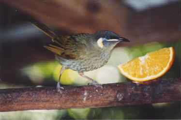 Lewins HoneyEater